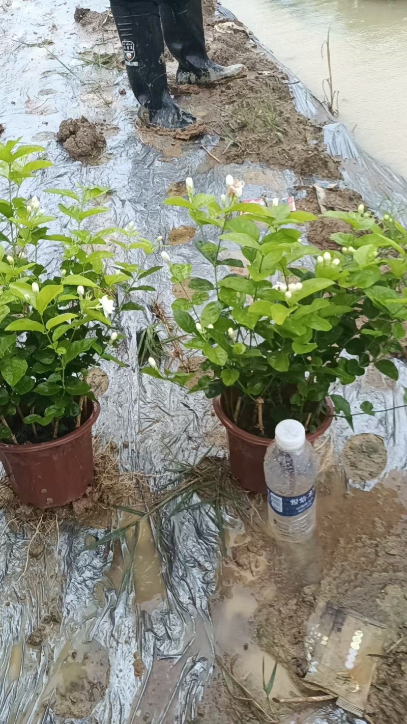 广西横县茉莉花，茉莉花基地