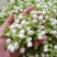 茉莉花