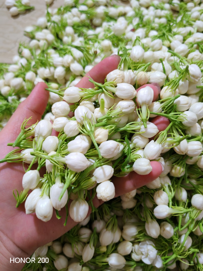 茉莉花
