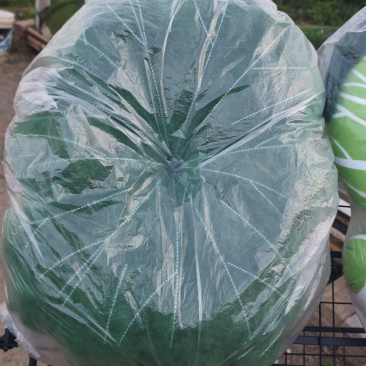 荷叶情趣枕头