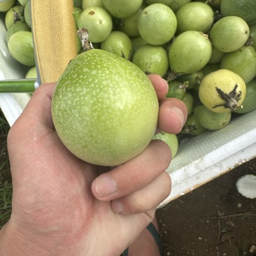百香果精品果，大量有货