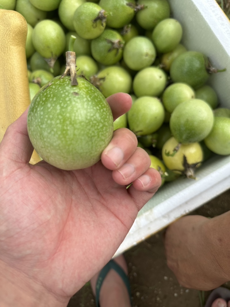 百香果精品果，大量有货