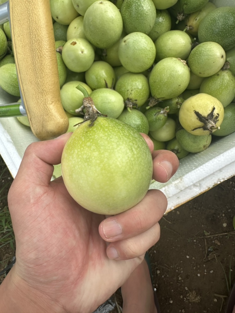 百香果精品果，大量有货
