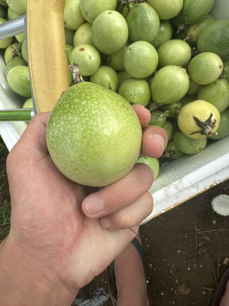 百香果精品果，大量有货