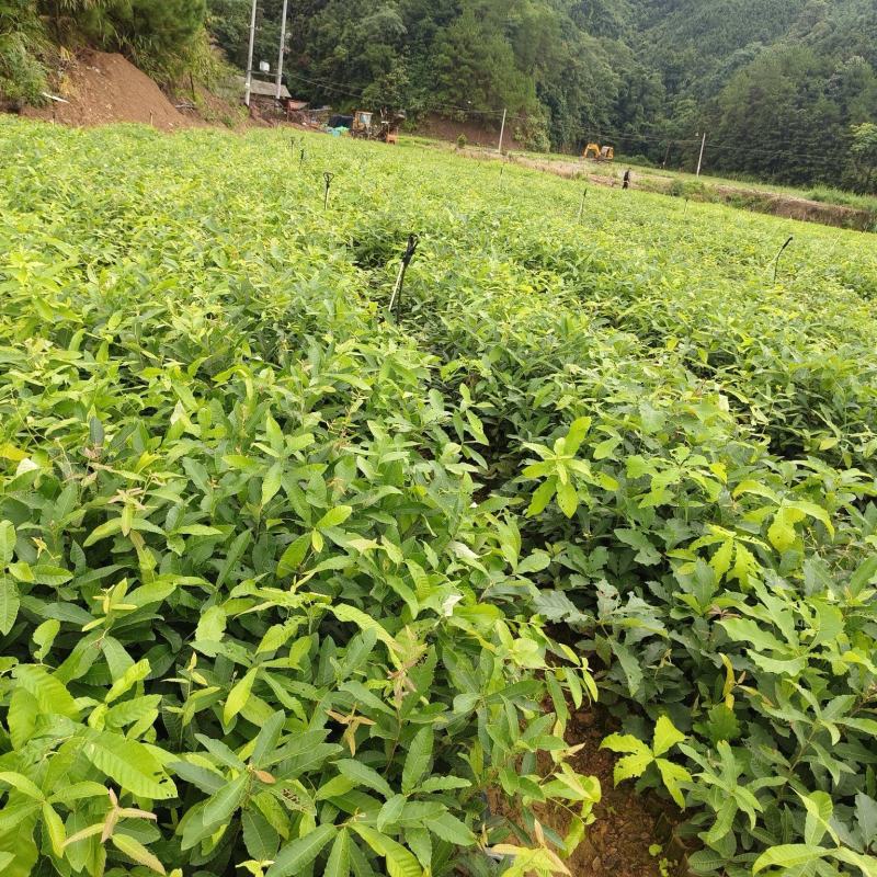 麻栎苗