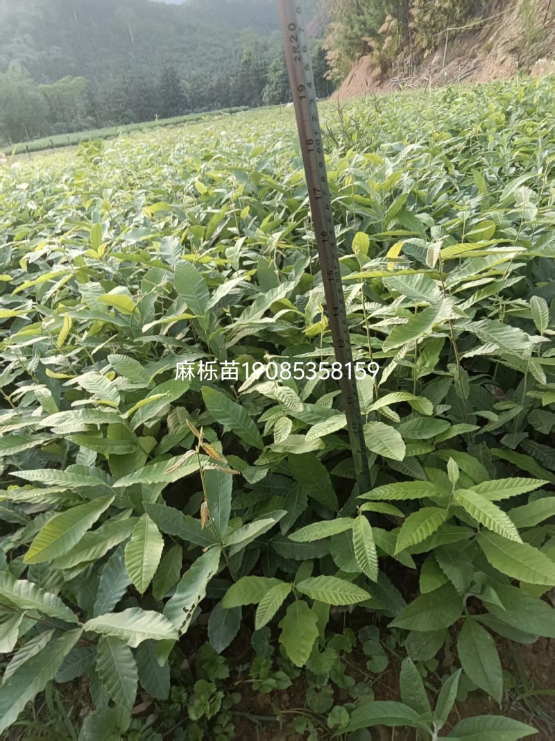 麻栎苗
