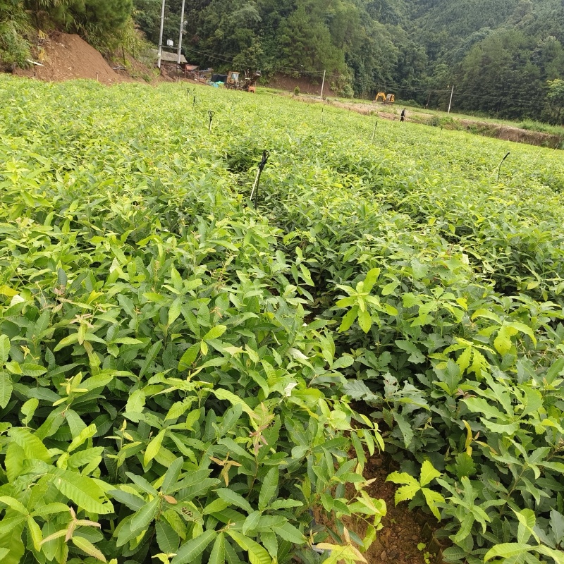麻栎苗