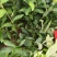 麻栎苗
