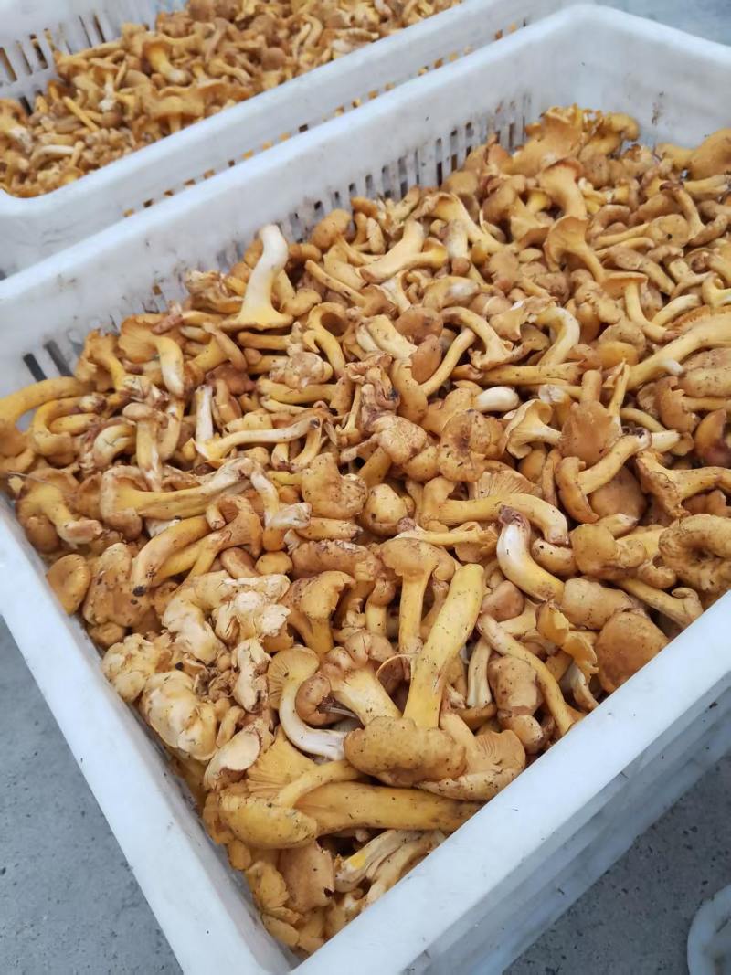野生鸡油菌