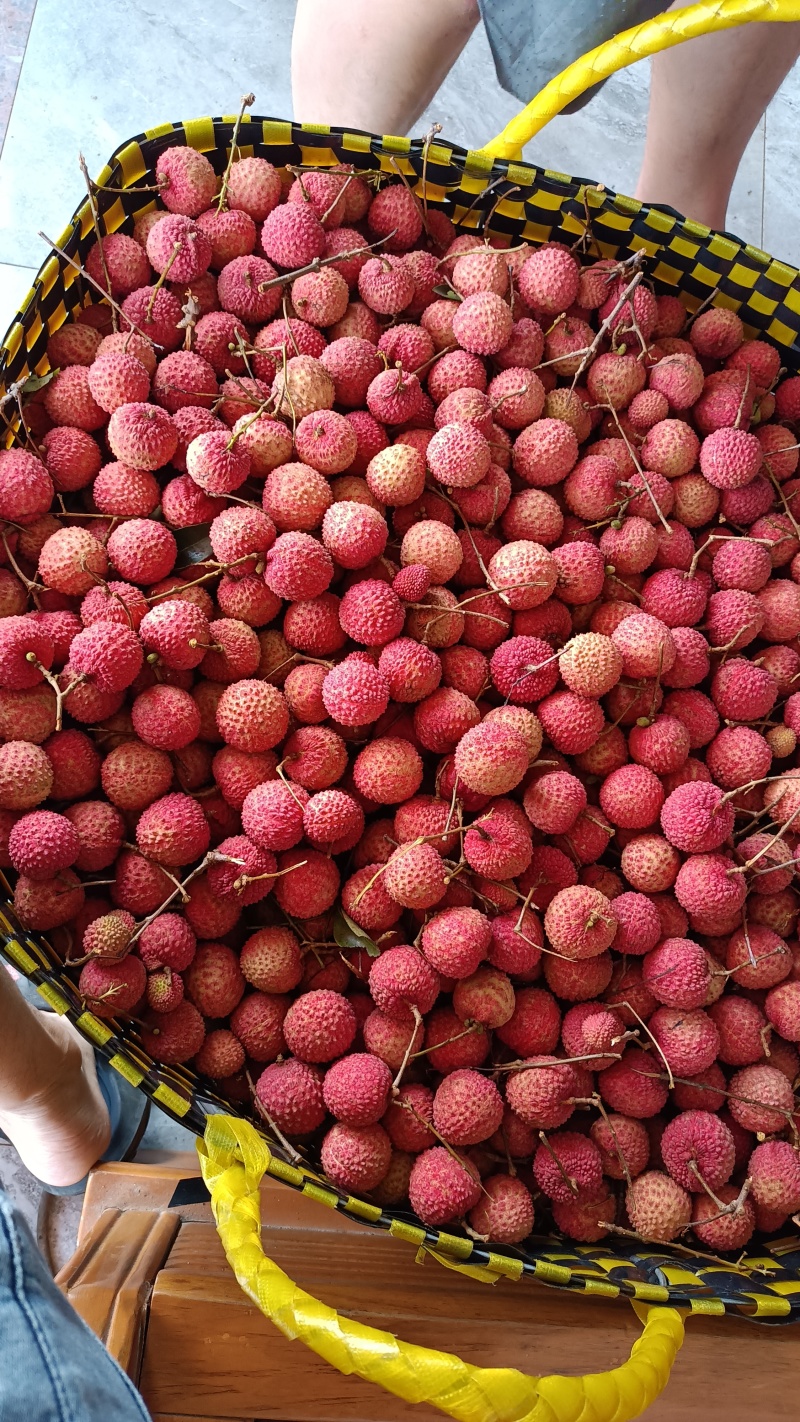 灵山荔枝