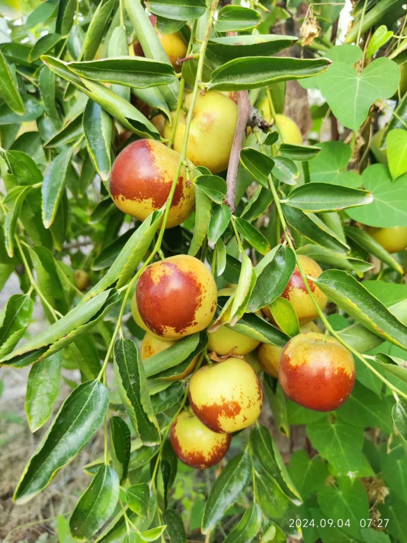 大荔冬枣