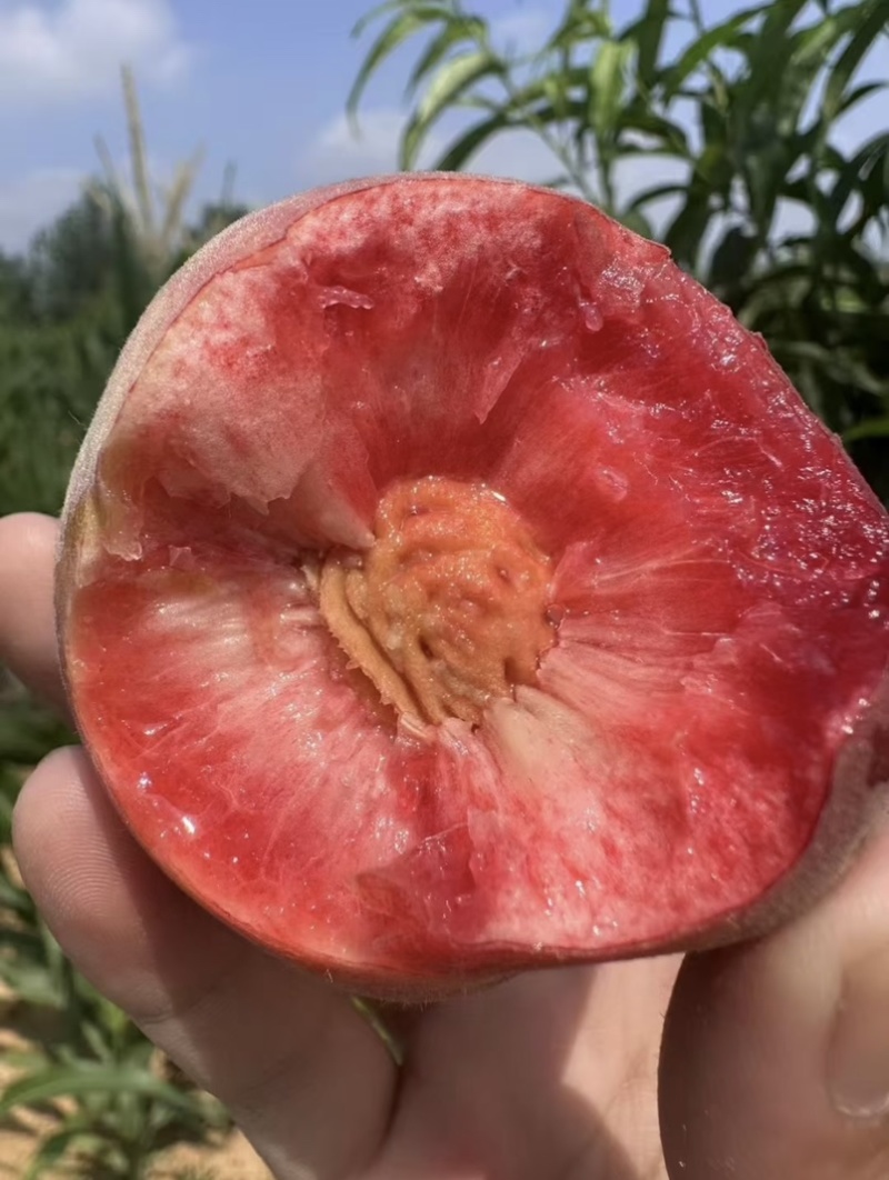 红不软美脆毛桃产地一手货源大量有货质量保证