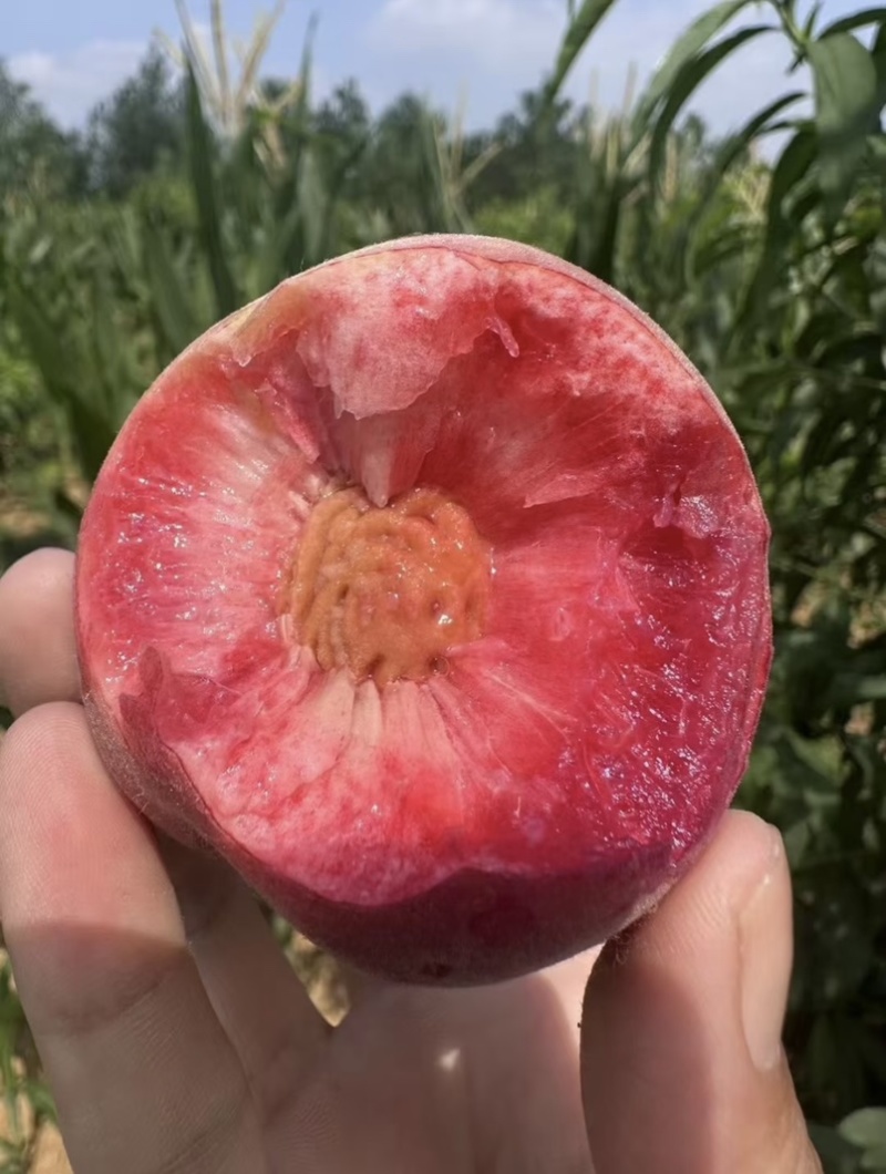 红不软美脆毛桃产地一手货源大量有货质量保证