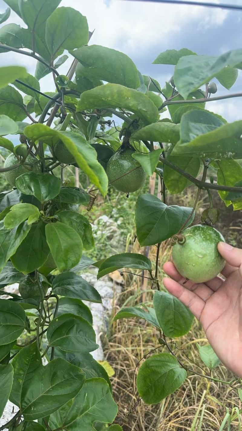 钦蜜九号百香果