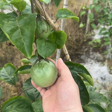 钦蜜九号百香果