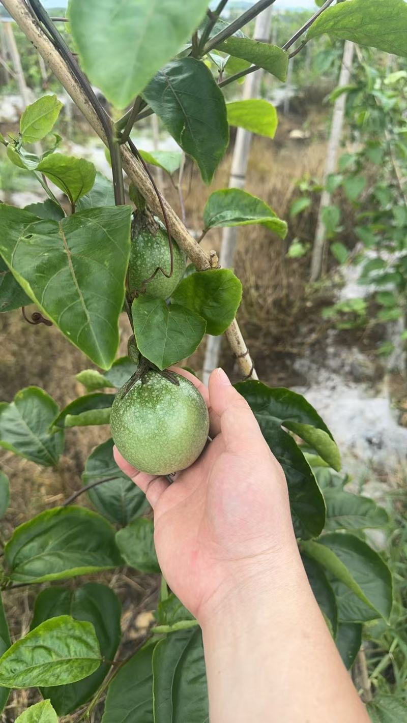 钦蜜九号百香果