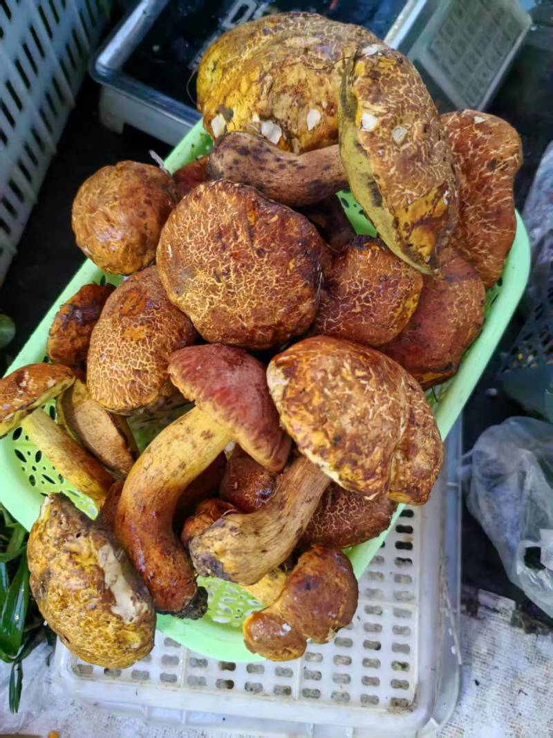 卖野生菌