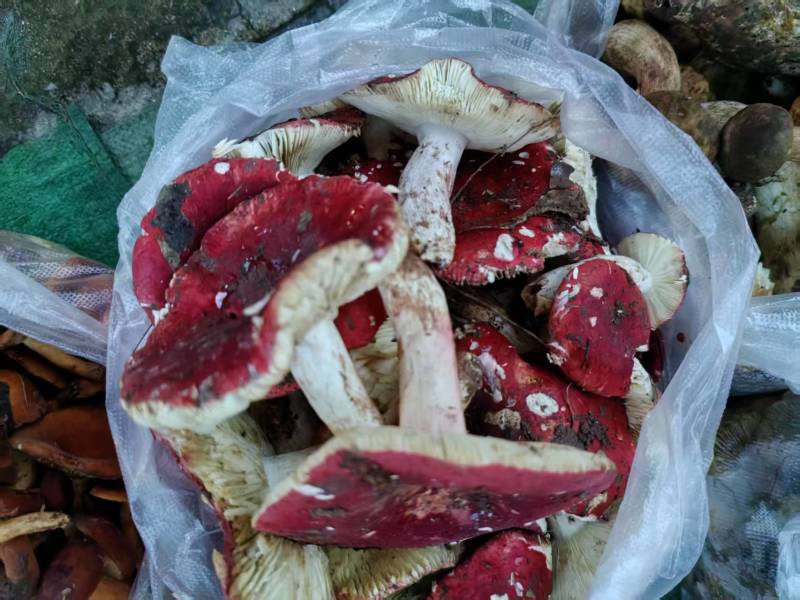 卖野生菌