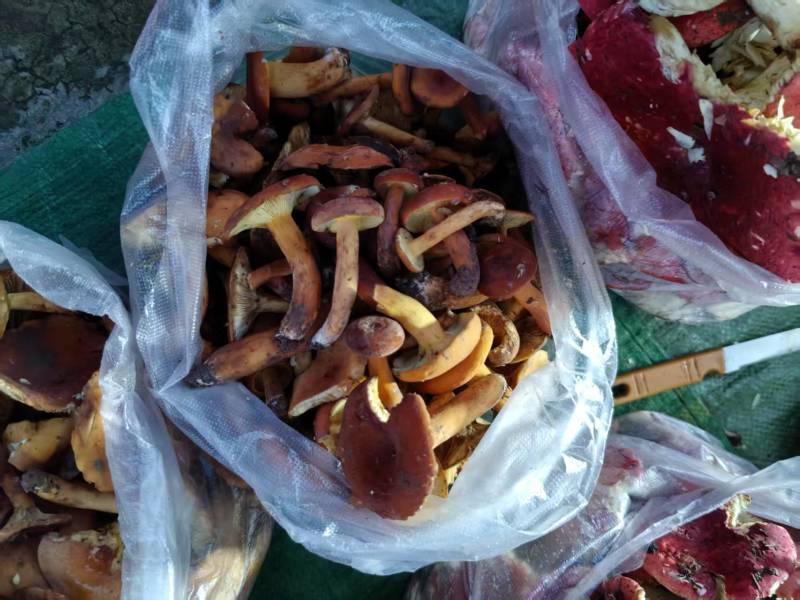 卖野生菌