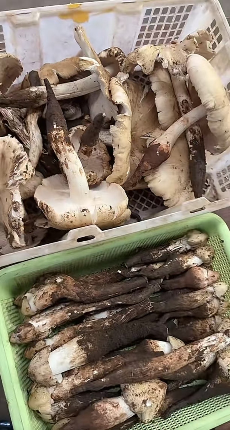 卖野生菌