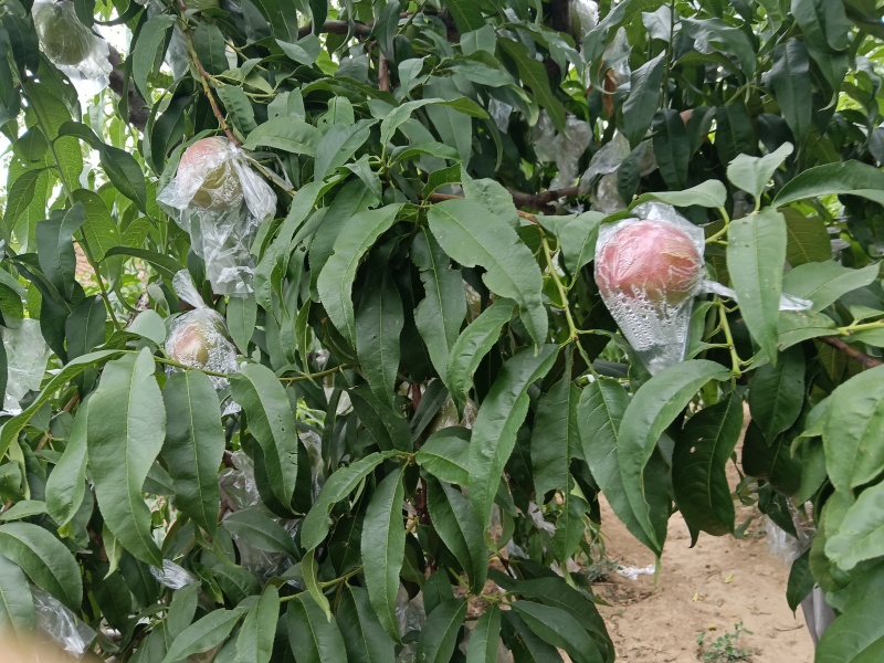中油油桃-9