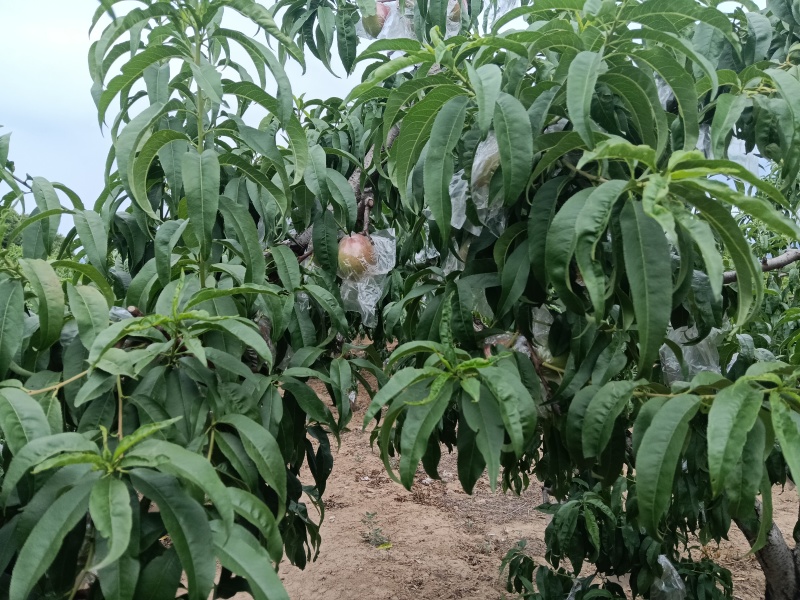 中油油桃-9