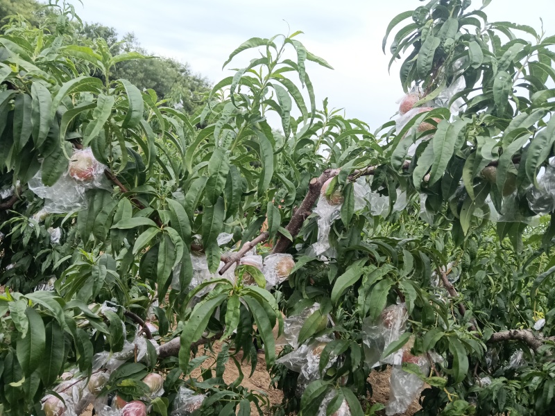 中油油桃-9