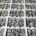 平菇，基地直供新鲜平菇，品质菌肉厚实，鲜嫩每日均可发货，