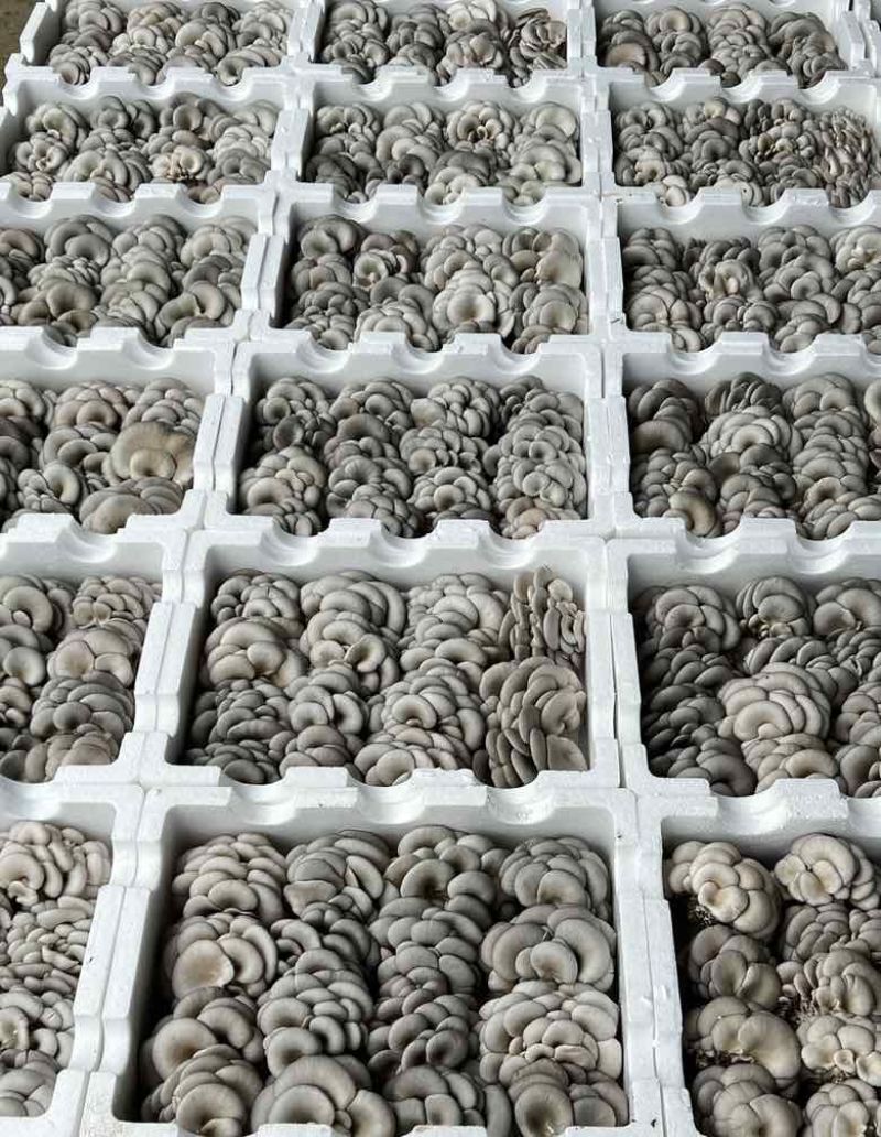 平菇，基地直供新鲜平菇，品质菌肉厚实，鲜嫩每日均可发货，