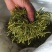 贵州深山野生金银花自然凉干安全无硫当季新货