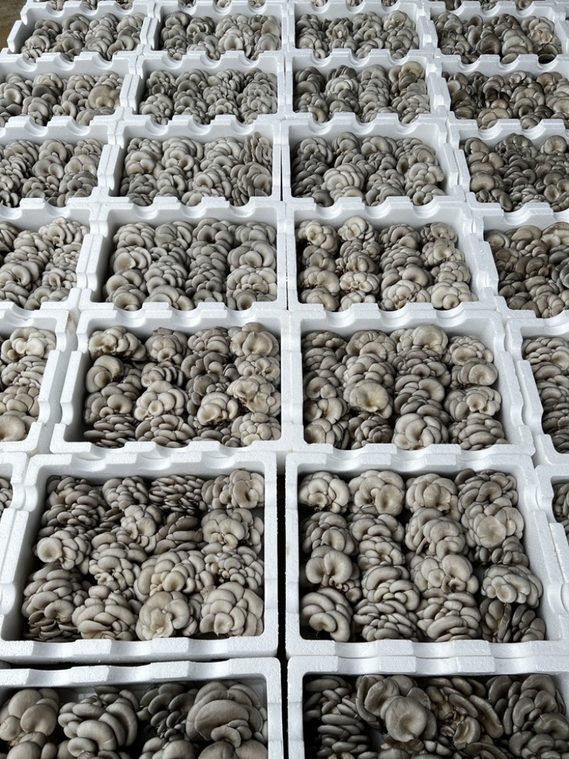 平菇，基地直供新鲜平菇，品质菌肉厚实，鲜嫩每日均可发货，