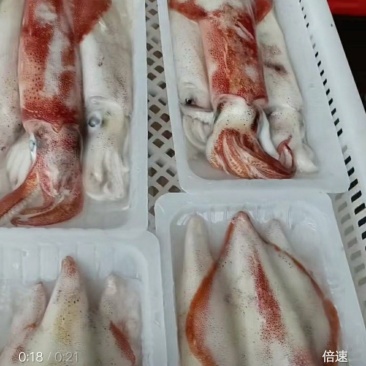 冻活鱿