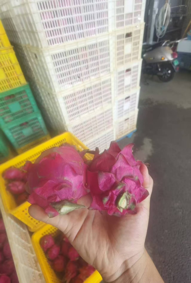火龙果大量上市🤝🤝🤝
