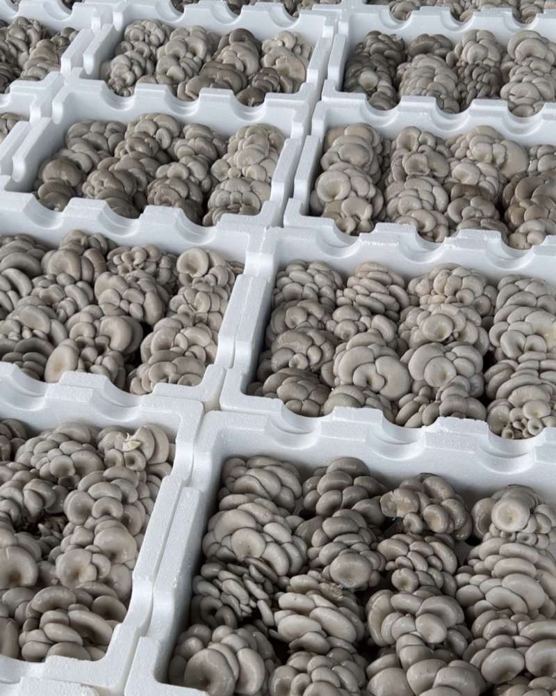 平菇，基地直供新鲜平菇，价格优势，日供应量稳定全国发货，