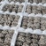 平菇，基地直供新鲜平菇，价格优势，日供应量稳定全国发货，