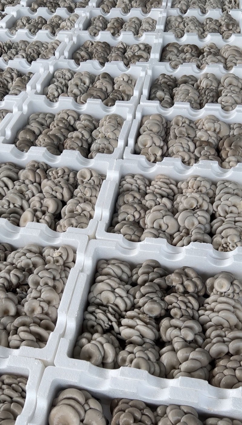 平菇，基地直供新鲜平菇，价格优势，日供应量稳定全国发货，