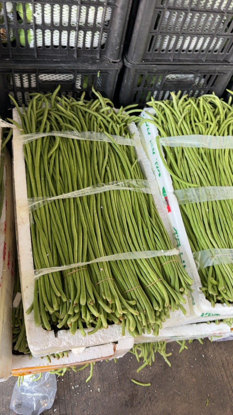 长豆角，丽水精品缸豆，新鲜刚刚上市，60公分长