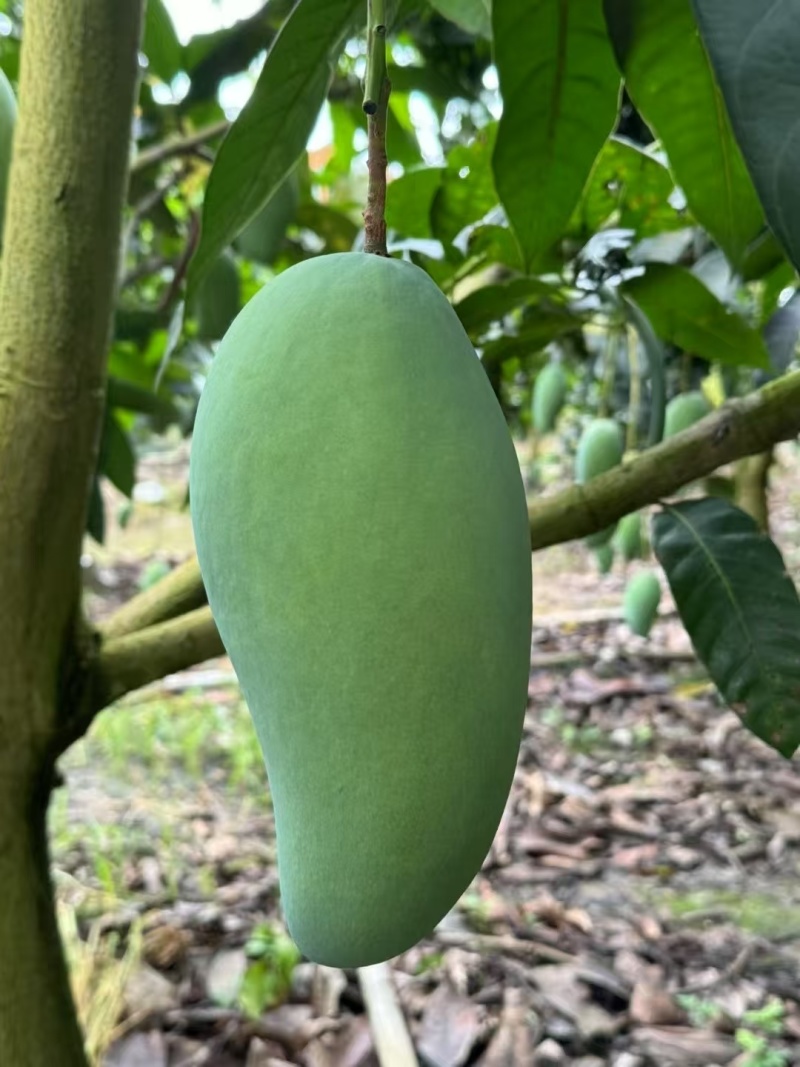 广西百色芒果