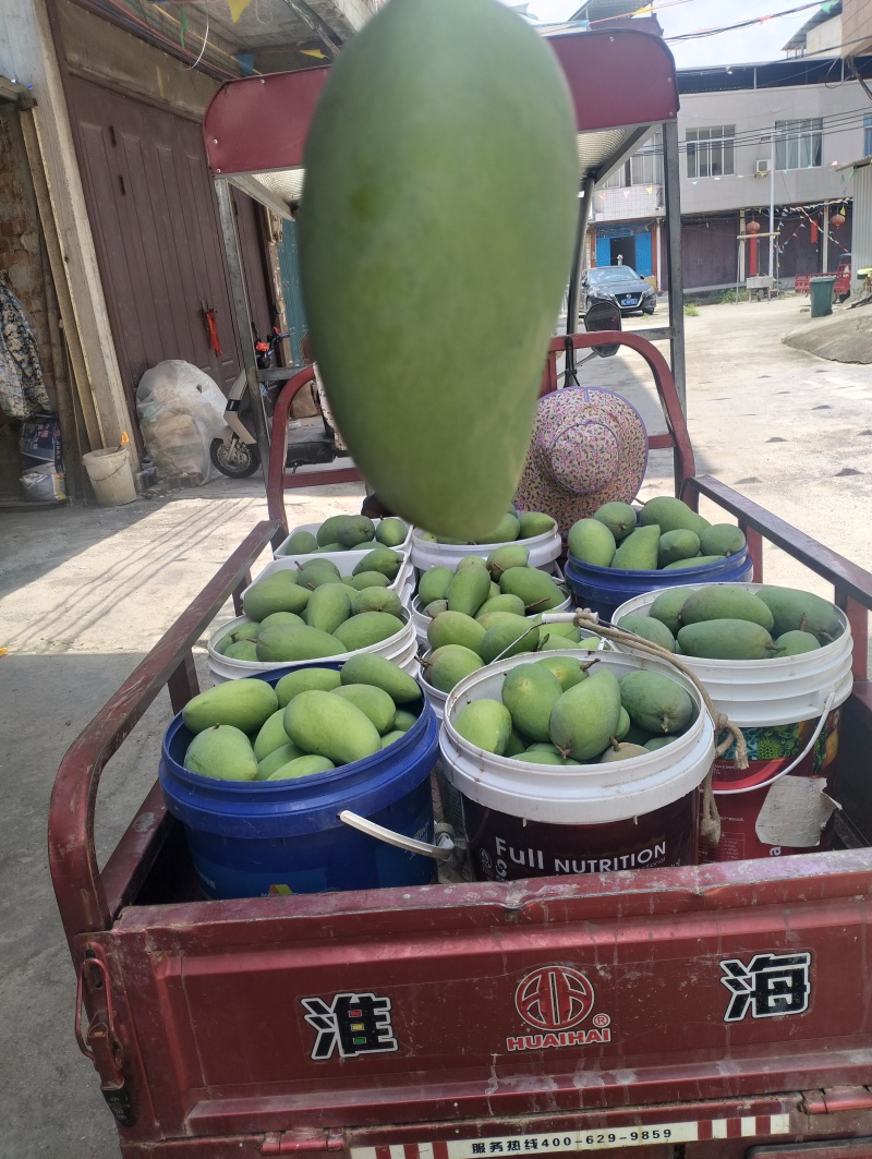 广西百色芒果