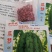 西瓜苗。山东省青州人付增久欢迎你