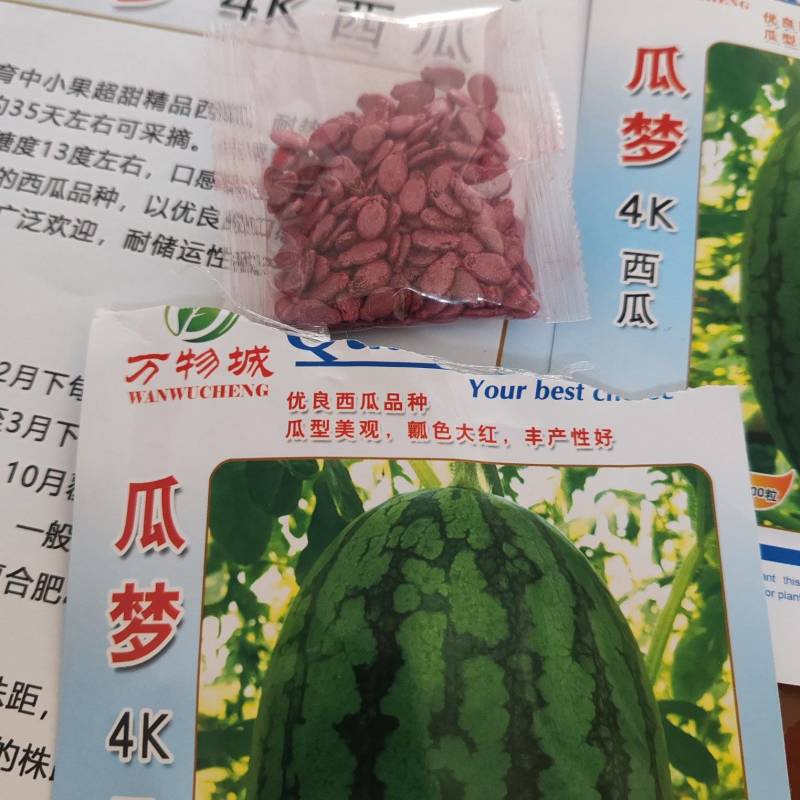 西瓜苗。山东省青州人付增久欢迎你