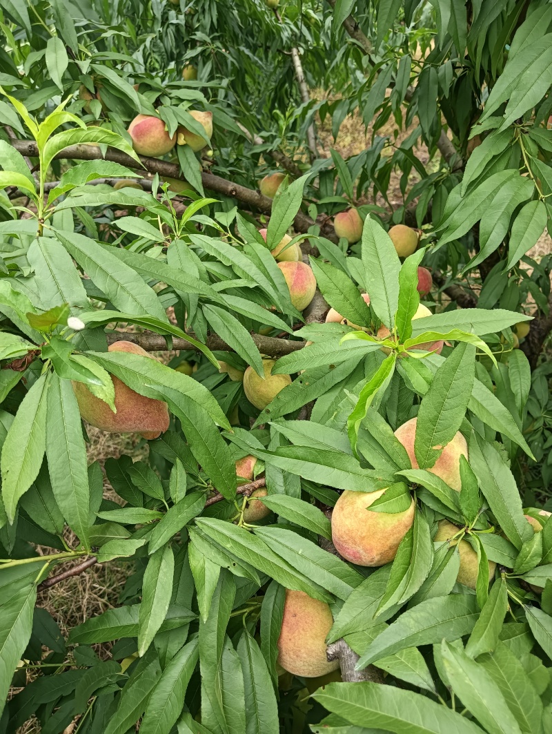 乐昌鹰嘴桃二两左右的果，电：***********
