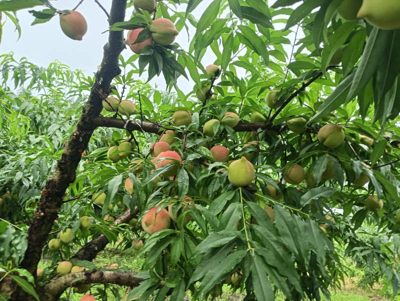 乐昌鹰嘴桃二两左右的果，电：***********