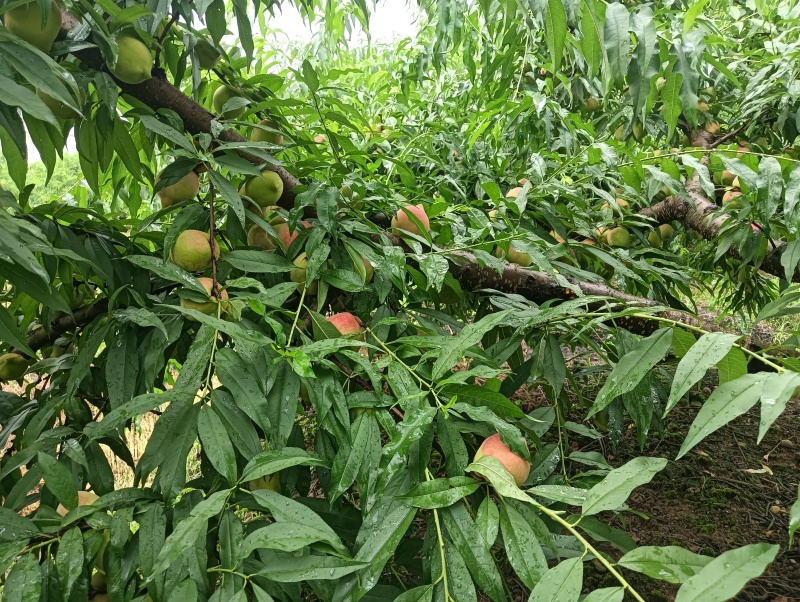 乐昌鹰嘴桃二两左右的果，电：***********