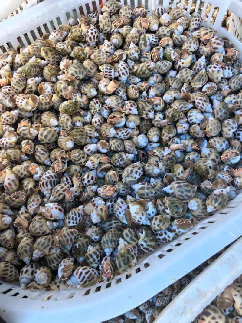 广东湛江东风螺大量有货/精品水产东风螺产地直销量大优惠