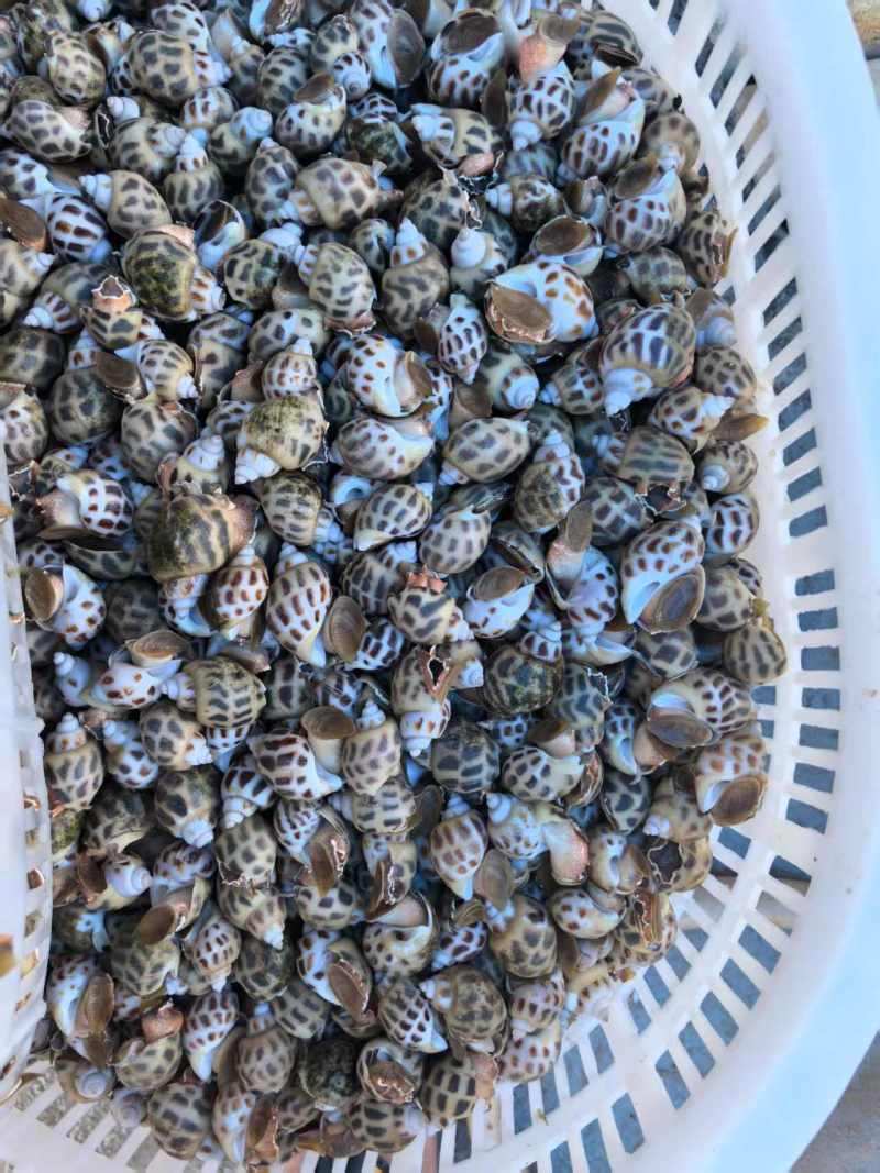 广东湛江东风螺大量有货/精品水产东风螺产地直销量大优惠