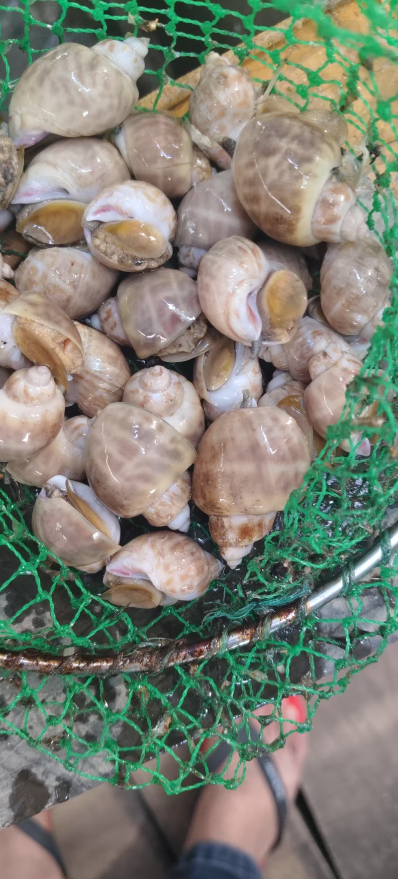 广东湛江东风螺大量有货/精品水产东风螺产地直销量大优惠