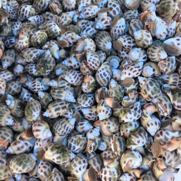 广东湛江东风螺大量有货/精品水产东风螺产地直销量大优惠