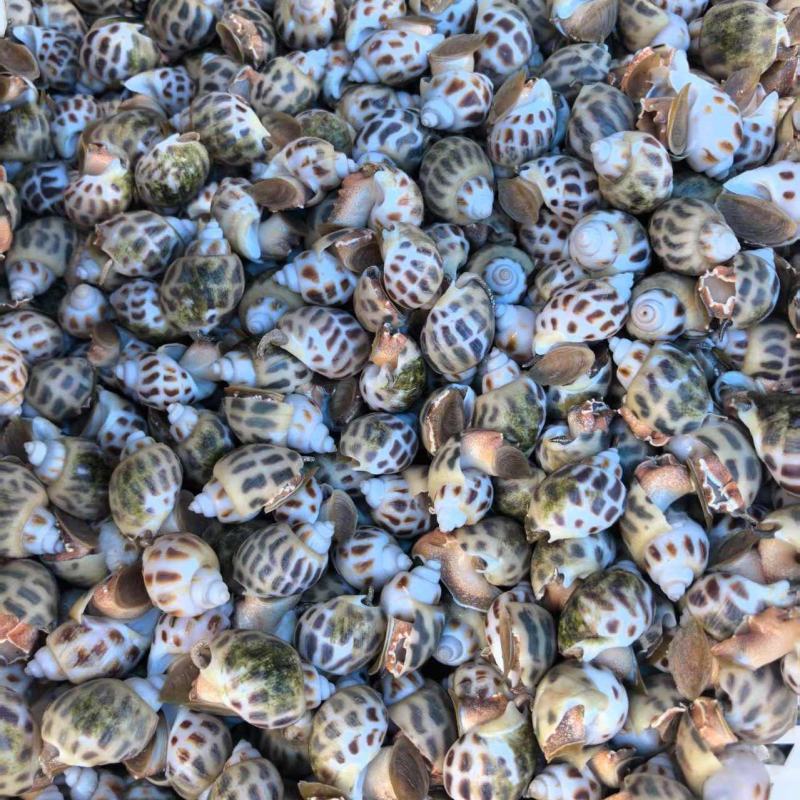 广东湛江东风螺大量有货/精品水产东风螺产地直销量大优惠