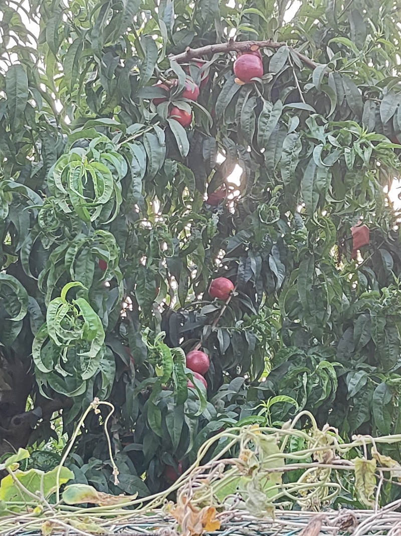 精品套袋黄油桃，纯产地一手货源，手工采摘，口感**